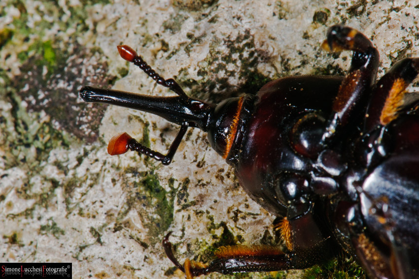 Rhynchophorus ferrugineus (Punteruolo della palma)